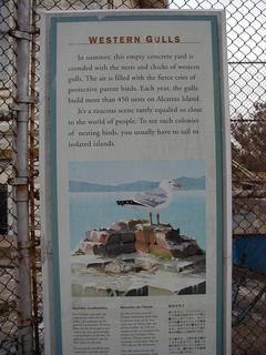 Western gulls info board on Alcatraz<br>Location: <a href="https://www.google.com/maps/search/?api=1&query=37.82646,-122.42163" target="_new">Alcatraz Island</a>